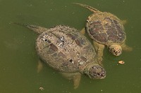 Snapping turtle(s), Chelydra serpentina, Maryland