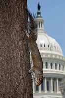 Gray squirrel (Sciurus carolineses), Washington DC, with U.S. capitol building in the background