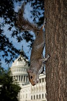 Gray squirrel (Sciurus carolineses), Washington DC, with U.S. capitol building in the background, foreground slightly retouched