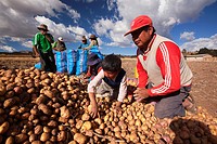 Indigenous farmers with potato sacks in the ancient Sacred Valley of Incas, Cusco, Peru, South America