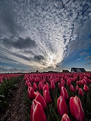 Noord Holland Rural Tulip Fields.
