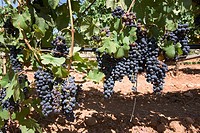 Grapes ripening on stock in a Mallorca vineyard on a sunny day in Mallorca, Spain.
