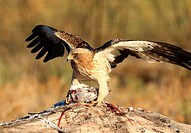 Male Booted eagle (Hieraaetus pennatus) with prey at dawn. Monfrague National Park, Extremadura, Spain
