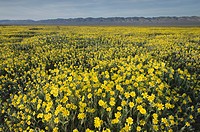 Carrizo Plains National Monument, California. Yellow Goldfields (Lasthenia sp. ) carpeting the plains near Soda Lake.