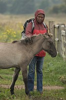 Woman and Konik ponies, Polish primitive horse, UK, The view that the Polish Konik is the most recent descendant of the European wild horse, and resem...