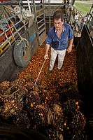 Harvesting palm fruits for palm oil, Costa Rica