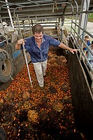 Harvesting palm fruits for palm oil, Costa Rica