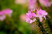 Cleome in soft focus add their spectacular colors to the garden, Pennsylvania, USA.
