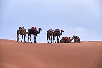 Africa, Morocco desert of merzouga
