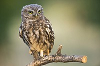 owl (Athene noctua). Photographed in the Polvoranca Park Leganes Madrid.