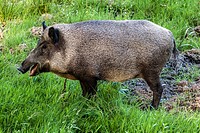 Female wild boar, Sus scrofa, Czech Republic.