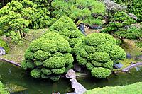 Looking down on a landscaped Japanese garden with a pond, bamboo, evergreens and sculpted shrubs in California, USA.