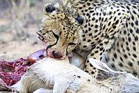 Cheetah and her prey, Okonjima Plains, Namibia
