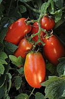 Italian canning tomatoes, roma. Ripe on tomato plant.