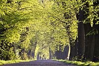 Country Road in Spring, Kujawy, Poland