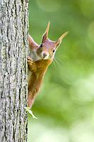 Red Squirrel on a Tree, Germany