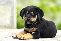 Close up of a Rottweiler puppy lying outdoors.