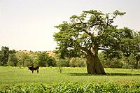 Mali. Dogon Country. Amani village. Cow and baobab (adansonia digitata).