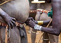 Woman putting a belt to a Bodi tribe fat man during Kael ceremony, Omo valley, Hana Mursi, Ethiopia.