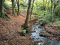 Birck Beck in Birk Wood in Autumn Harrogate Yorkshire England.