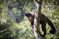 Monkey Cai or Maicero. Park and National Reserve Iguazú - Iguazú Falls. Argentina