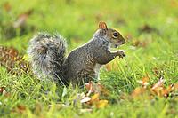 Grey squirrel, Richmond Park, England.