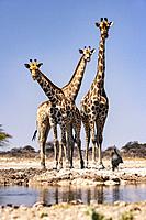 Group of Giraffe at Onkolo Hide, Onguma Game Reserve, Namibia, Africa.