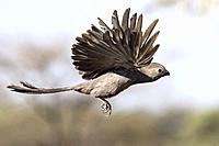 Grey go-away-bird (Corythaixoides concolor) in flight - Onkolo Hide, Onguma Game Reserve, Namibia, Africa.