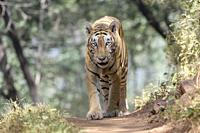 Royal bengal tiger (Panthera tigris tigris) walking in forest, Ranthambhore National Park, Rajasthan, India.