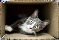 Cat inside a cardboard box.