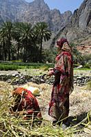 Women working on terraced fields, Al Hajir, Oman.