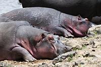 Hippopotamus (Hippopotamus amphibius), Masai Mara, Kenya.