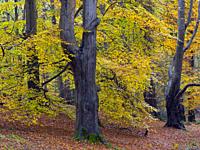Beech trees Fagus sylvatica and autumn leaves Felbrigg Great Wood Norfolk UK Early November.