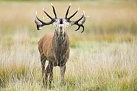 Red deer stag , Richmond park, London, England.