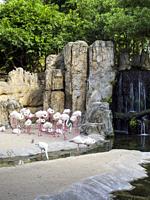 Greater flamingos (Phoenicopterus roseus) in the natural animal park, Bioparc Valencia, Spain. The Greater flamingos share a multispecie enclosure des...