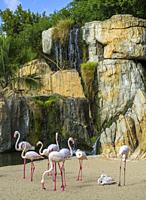 Group of Greater flamingos (Phoenicopterus roseus) in the natural animal park, Bioparc Valencia, Spain. The Greater flamingos share a multispecie encl...