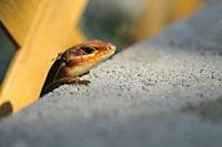 A five lined skink emerges from behind a concrete block to catch the last rays of sunlight of the day.