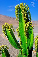 Euphorbia candelabrum in a garden, African plant, Euphorbiaceae, Malpighiales, Nazca airport, Nazca, Lima department, central Peru, South America.