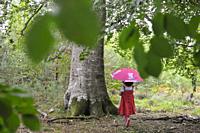 little girl beside a remarkable common beech tree in the Forest of Rambouillet, Haute Vallee de Chevreuse Regional Natural Park, Department of Yveline...