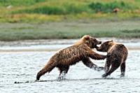Brown bear sub-adults play fight along the lower lagoon at the McNeil River State Game Sanctuary on the Kenai Peninsula, Alaska. The remote site is ac...