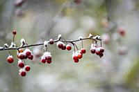 Berries covered with early first snow.