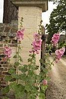 Old fashioned pink hollyhock flowers at the stone and brick entrance gateway to The Grange in Frampton on Severn, the Cotswolds, England.