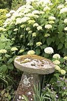 Lichen covered curved stone sculpture nestling under curved white blossom florets in the gardens of Frampton on Severn, the Cotswolds, England.