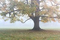 Soft morning mist envelops a lone autumn tree, New York, USA.