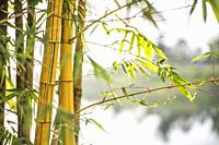 Yellow bamboos. Image taken at Bau Lake, Bau, Sarawak, Malaysia