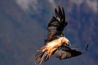 Bearded vulture (Gypaetus barbatus) in flight in the Ordesa y Monte Perdido national park. Huesca.