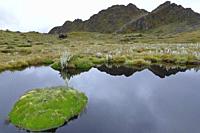 Banks of lagoon full of moss (Distichia muscoides). Huancayo, Peru.