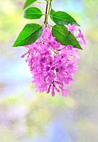 Macro image of hanging spring lilac violet flowers.
