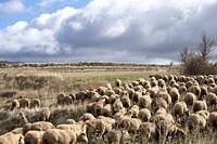 Transhumant route with sheep in the province of Soria in Spain.