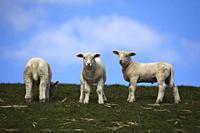 Domestic Sheep; Ovis aries; Schleswig-Holstein; Germany.